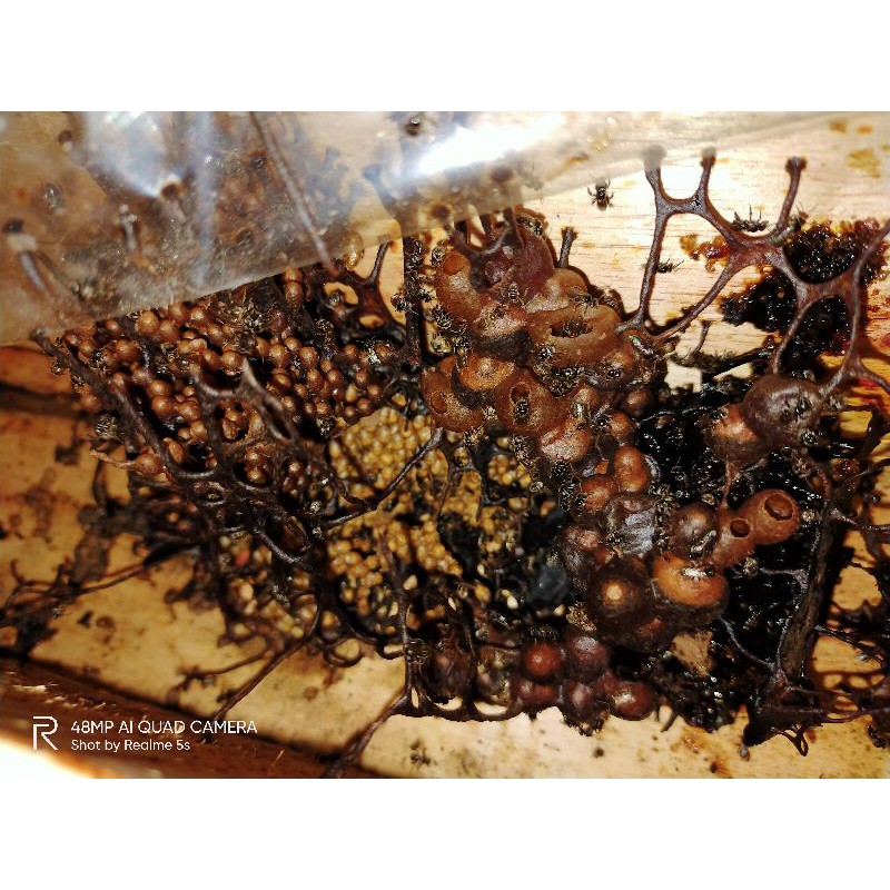 BIBIT KLANCENG TRIGONA