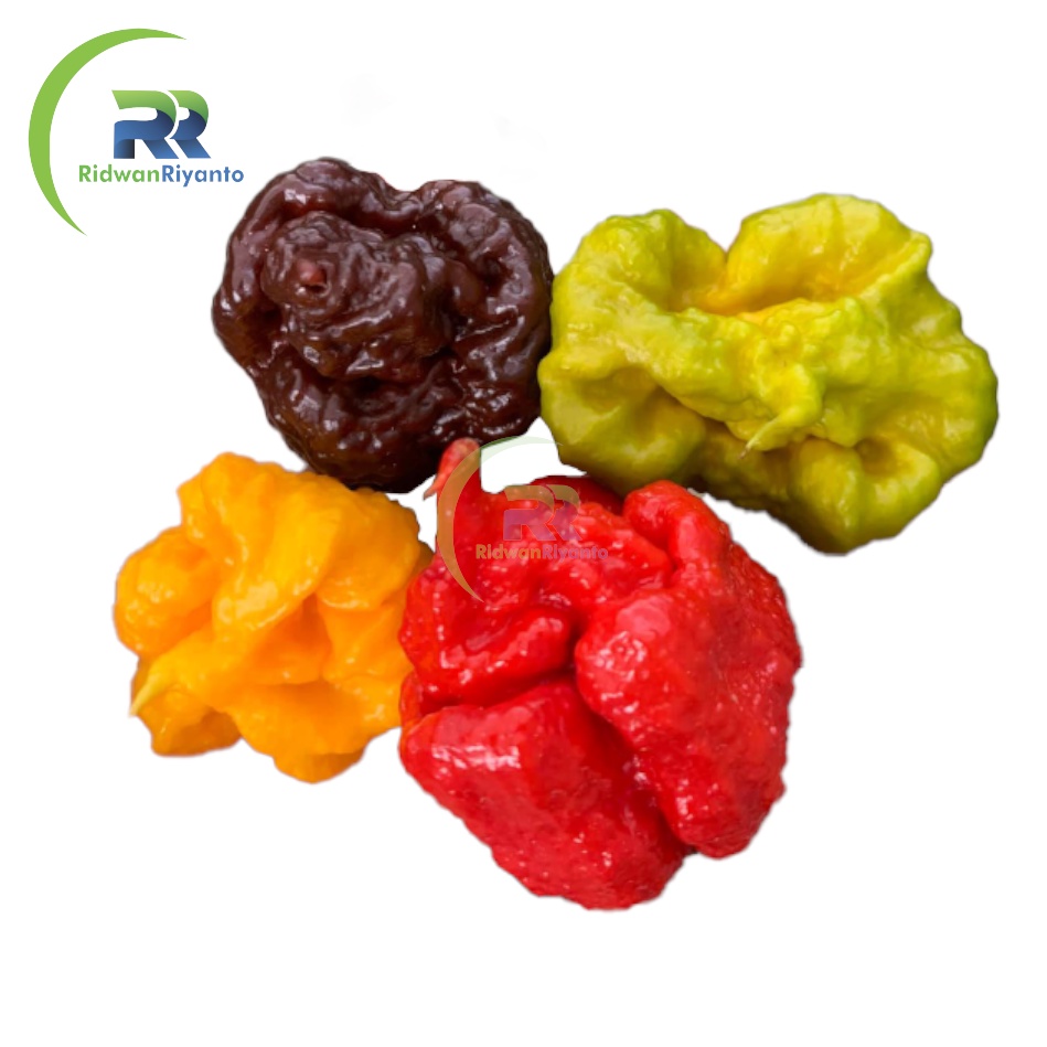 Paket 4b Biji Cabe Carolina Reaper Cabai Terpedas di Dunia Nomor 1 versi The Guinness World Record Benih Tanaman