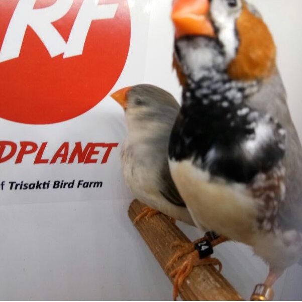 Burung Zebra Finch -06