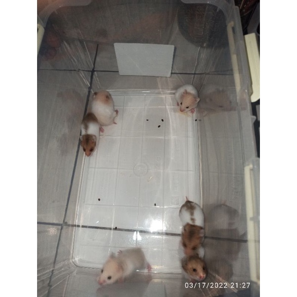 Hamster syrian / suriah longhair betina