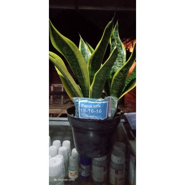 PUPUK NPK MUTIARA  16-16-16 isi 100gr./ PUPUK DAUN / PUPUK BUAH