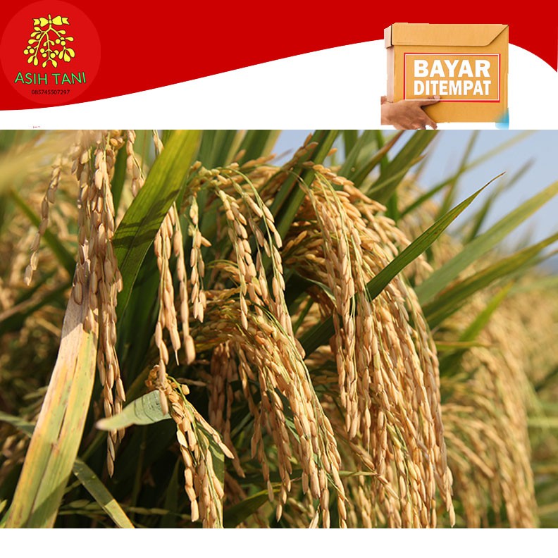 Benih Padi Unggul Basmati