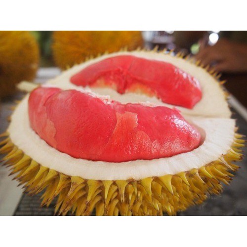 Bibit Durian Merah Kaki 1(Jaminan Original)