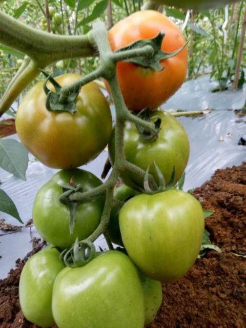 15 Biji - Benih TOMAT BUAH BULAT Jumbo - Tomat jumbo untuk ukuran tomat buah