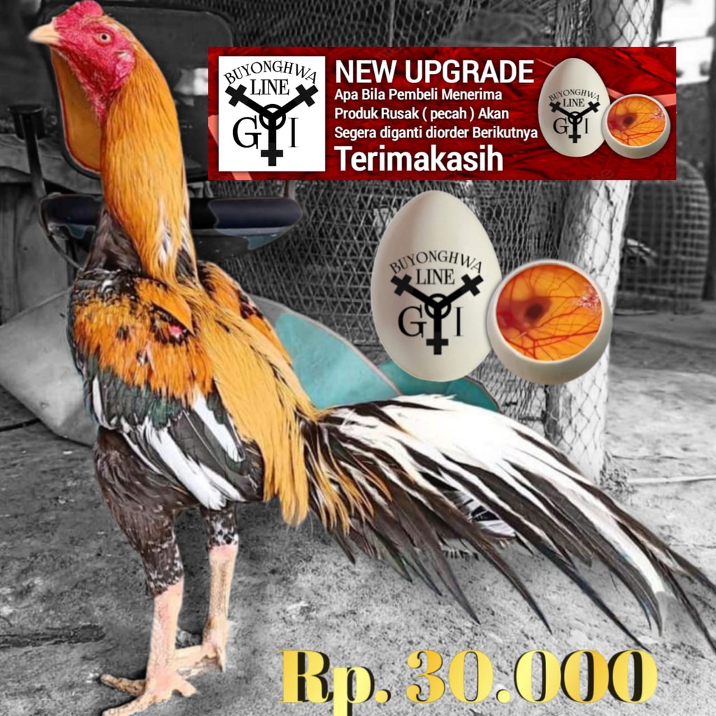 Ayam Bangkok Ekor Lidi panjang putih orange Telur tetas super tipe A35