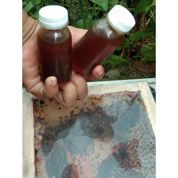

Madu Klanceng/teuweul/kele kele Murni 80 ml