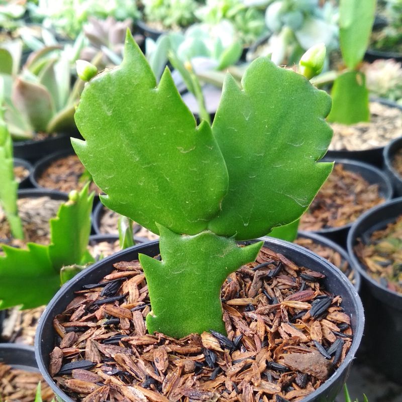 skulen mini cangkok wijaya kusuma