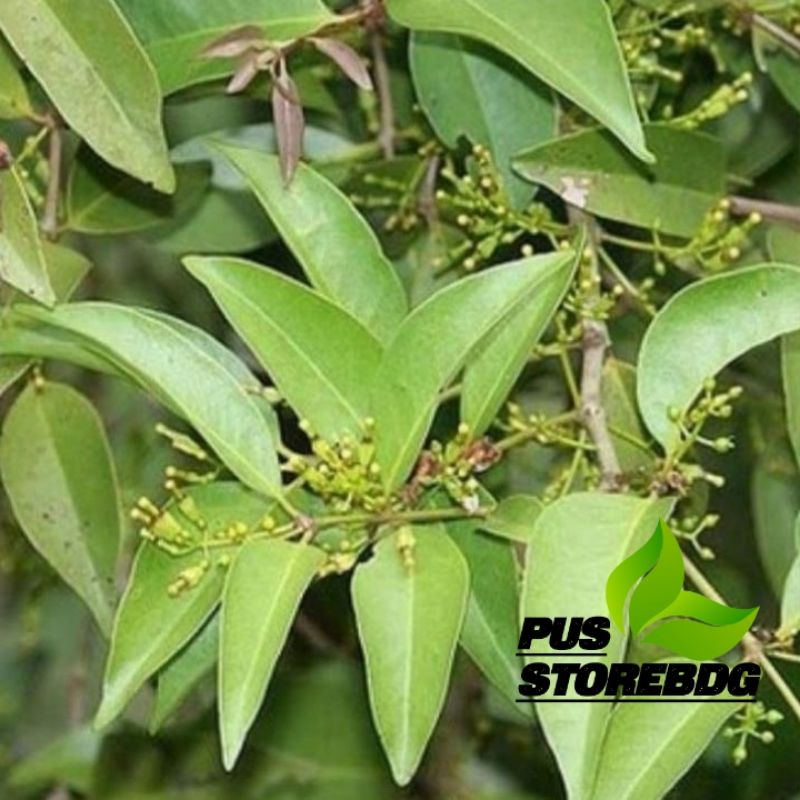 

Daun benalu kopi segar per 250 gram