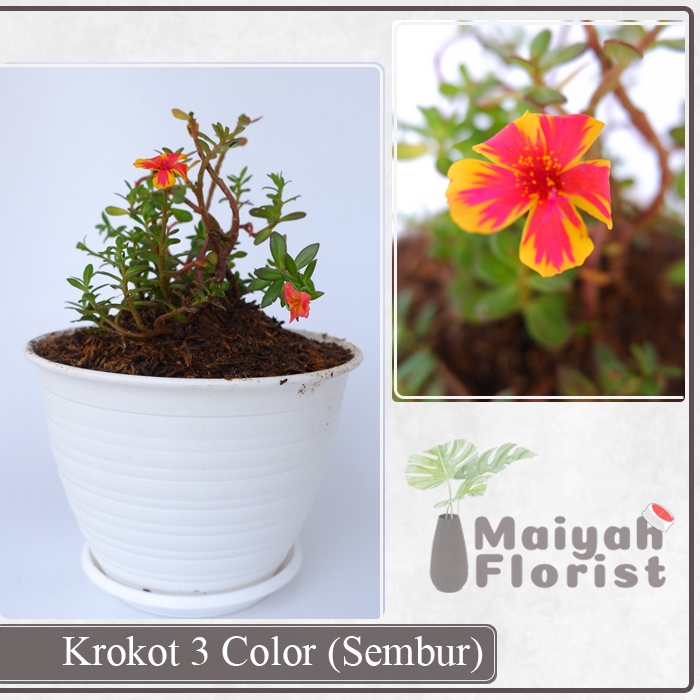 Krokot 3 Color - Tanaman Hias