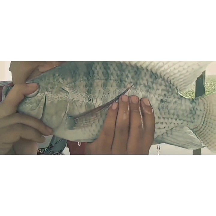 ESSEN IKAN NILA ESSENCE IKAN MAS UMPAN IKAN NILA JITU JEDUD