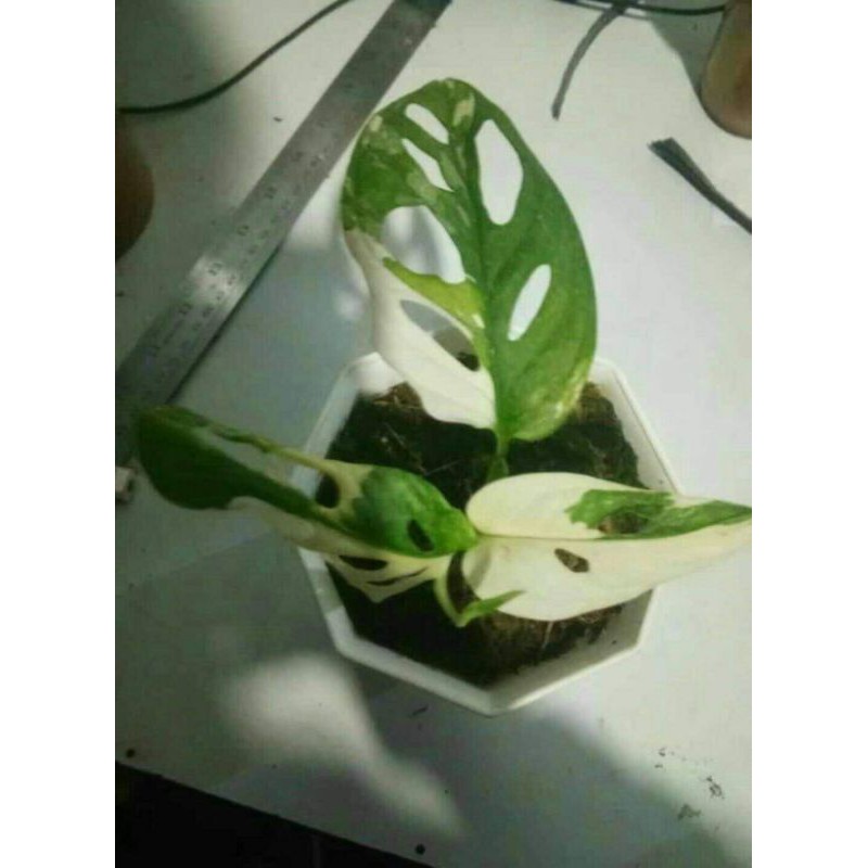 tanaman hias monstera janda bolong variegata+pot tatakan