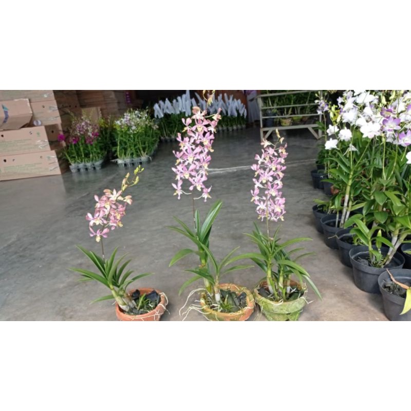 dendrobium kriting 85k spike kenop
