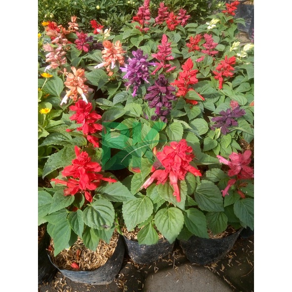 Salvia Berbunga - Tanaman Hias Bunga Salvia Berbunga ( Sedia 4 Warna) - taman