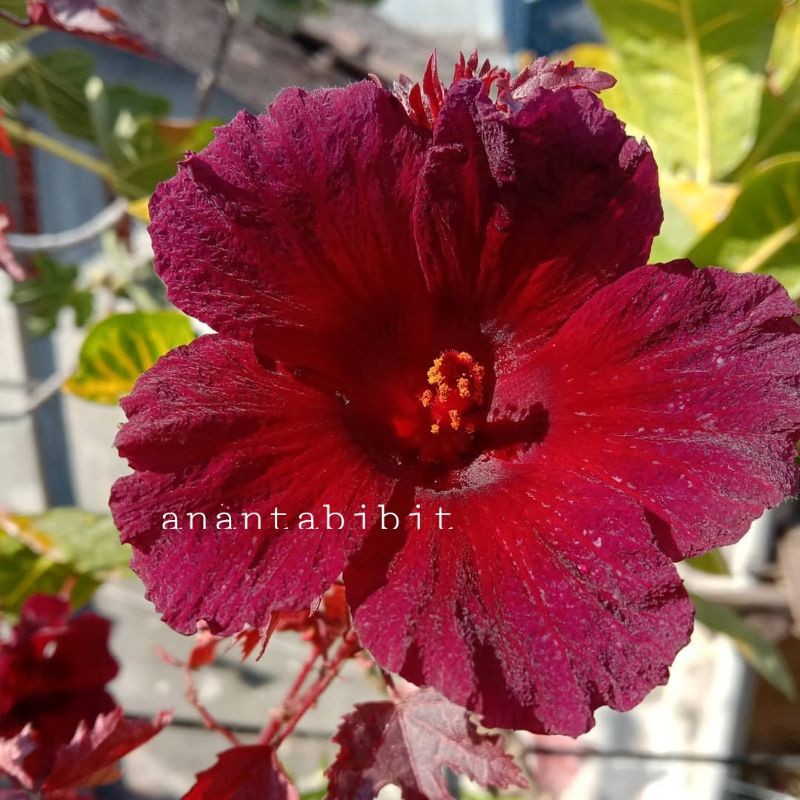 Hibiscus acetosella / Red panama / Rosela merah