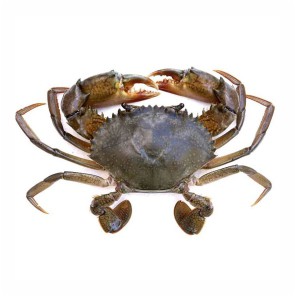 

Kepiting / 1000gr #Ikan#Segar#Online#Bandung#Cimahi