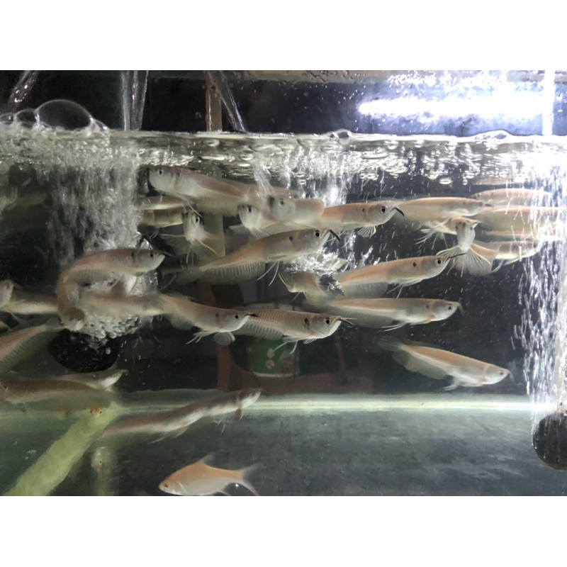 arwana silver red 9-10cm