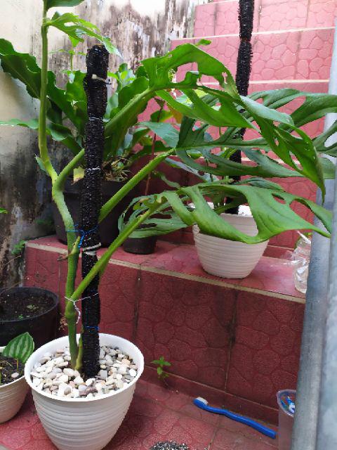  Tanaman  hias monstera adansonii Shopee Indonesia