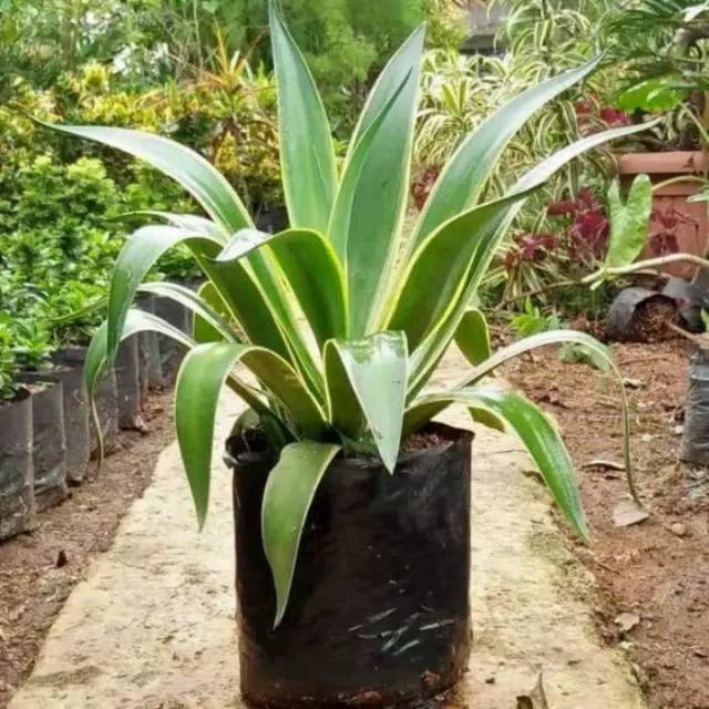 Tanaman hias agave hijau - siklok -sansivera