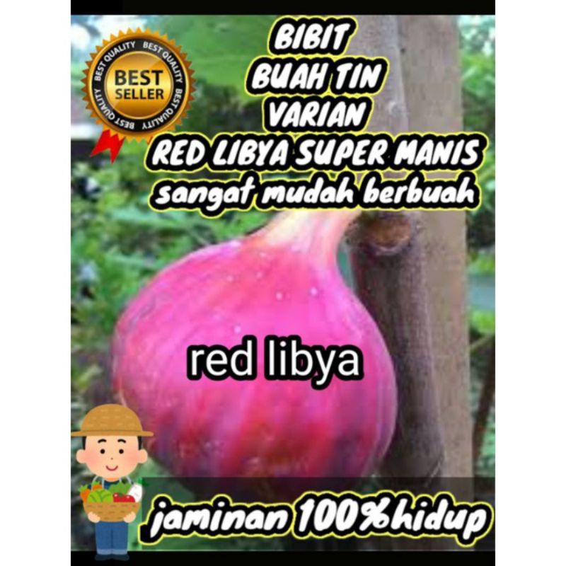 BIBIT BUAH TIN RED LIBYA SUPER MANIS JAMINAN HIDUP