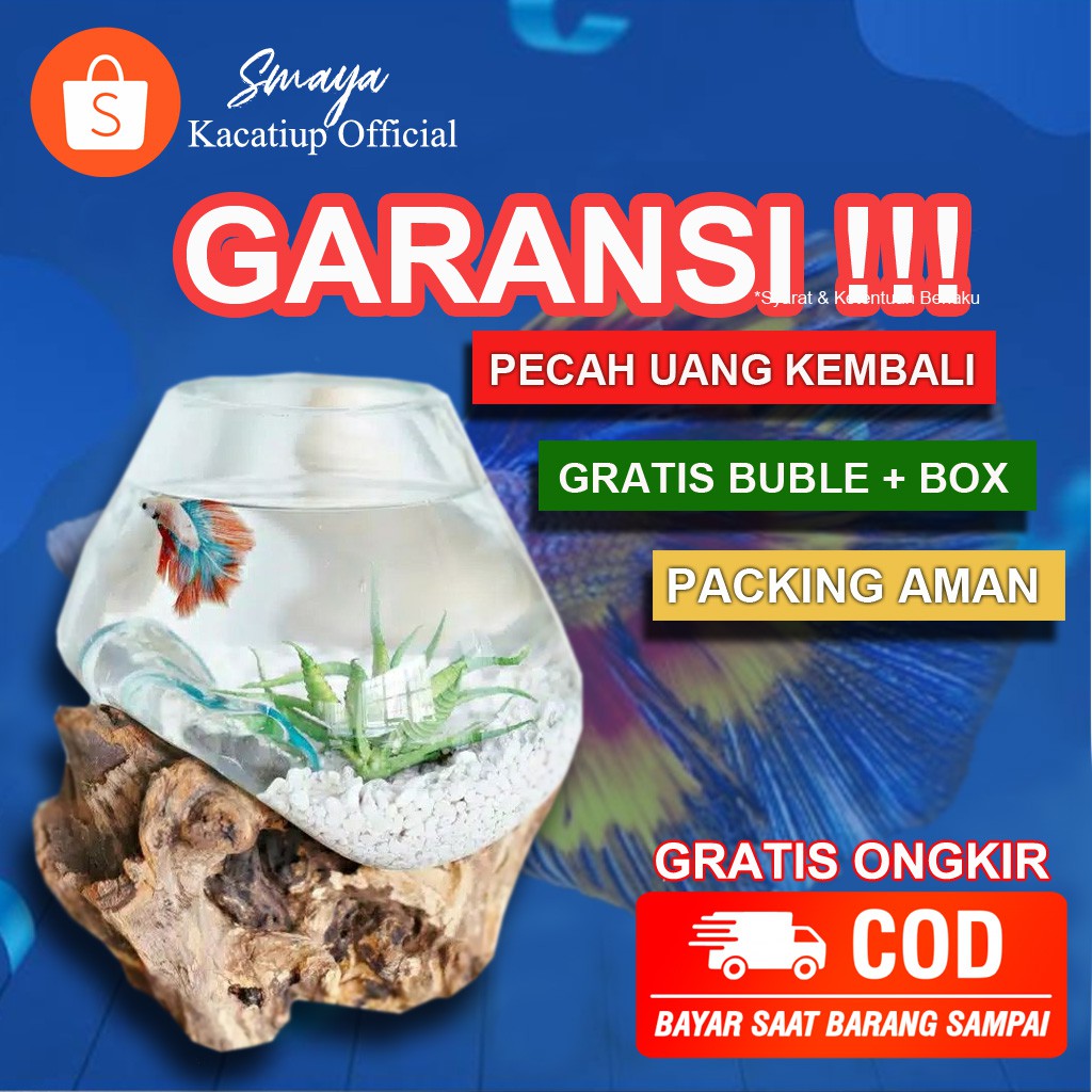 AQUARIUM CUPANG AQUARIUM BULAT IKAN HIAS AKUARIUM 