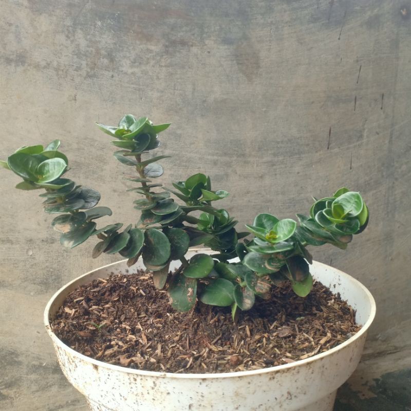BIBIT BONSAI NATAL PLUM SUPER