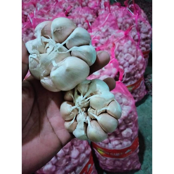

Bawang putih bawang sinco bawang merah bawang kating