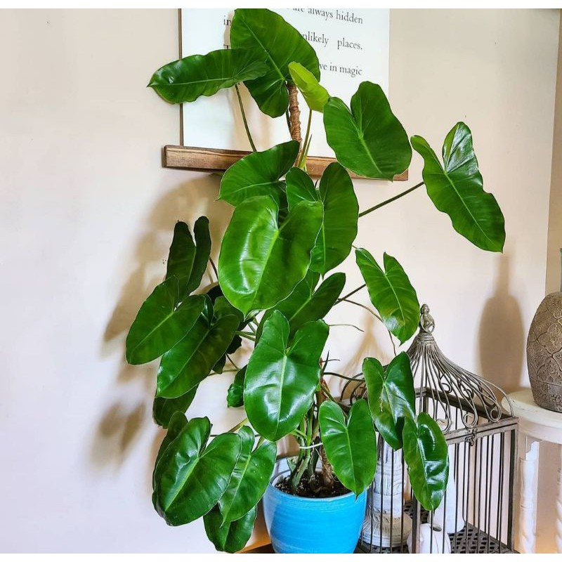 Philodendron Burle Marx