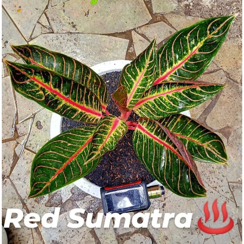 aglonema red sumatra indukan daun 10