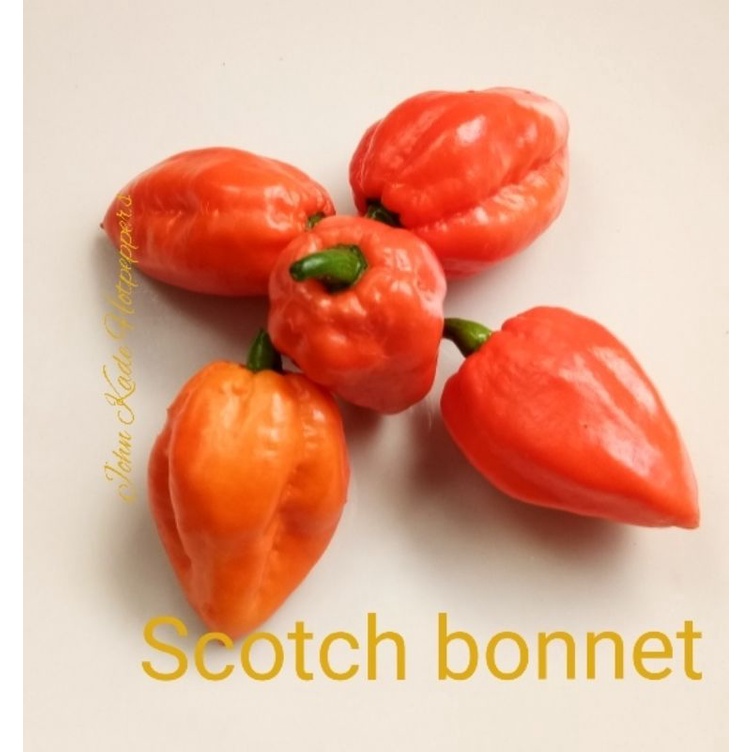 Biji benih cabe scotch bonnet