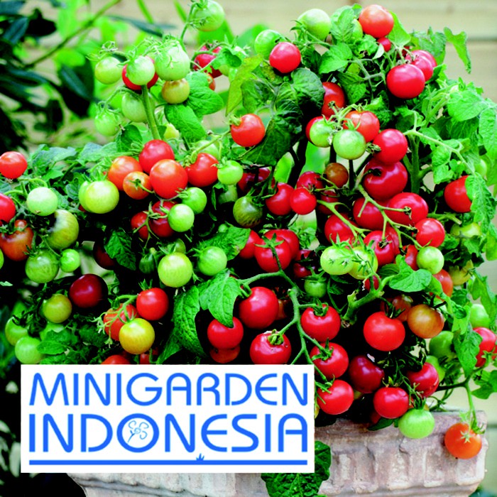 BENIH TOMAT CHERRY MERAH MASKOTKA 2 BIJI bibit sayur buah tomat mini merah import f1 Mr. Fothergills