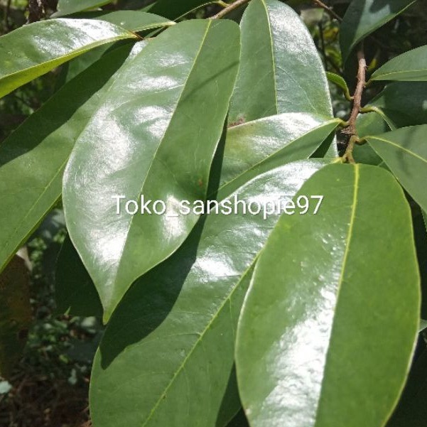 

Daun sirsak segar paket 50 lembar