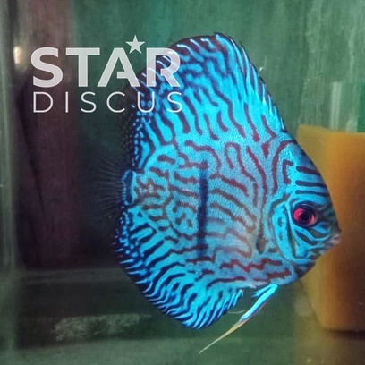 Discus Heckel Cross Brilliant Blue 4 inch (-) diprediksi betina