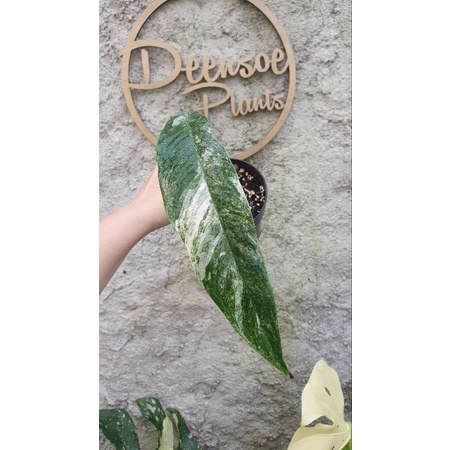 rhaphidophora megasperma varigata C (tunas)