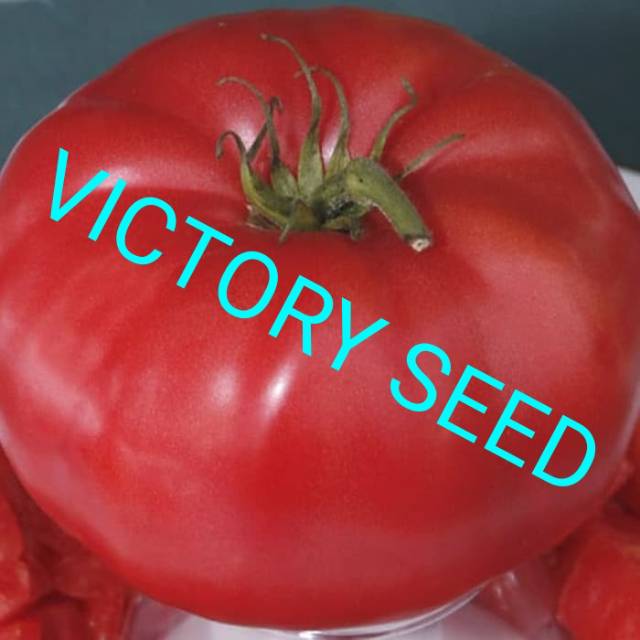 Jual Victory Seed Benih Biji Buah Tomat Sapi Bistik Jumbo Merah Bulat Terong Kaluwat Ranti