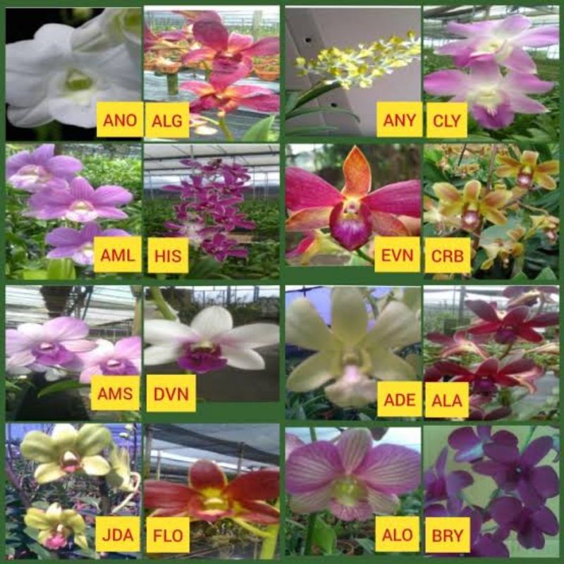 anggrek dendrobium bulat