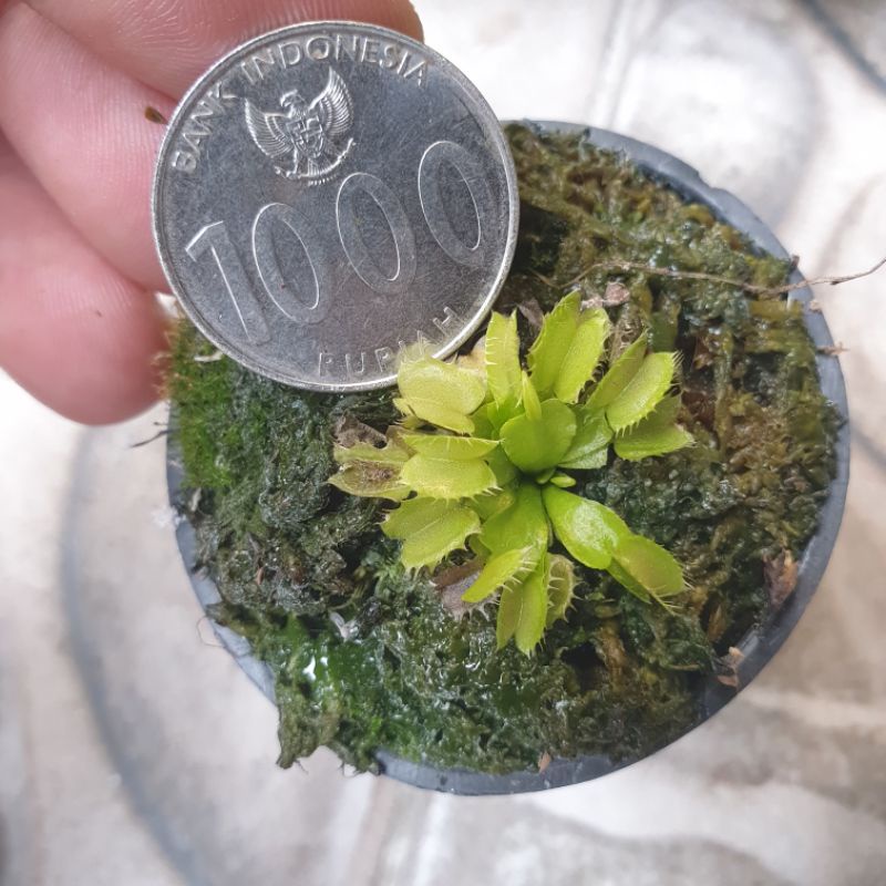 baby venus flytrap fused tooth kecil 2cm