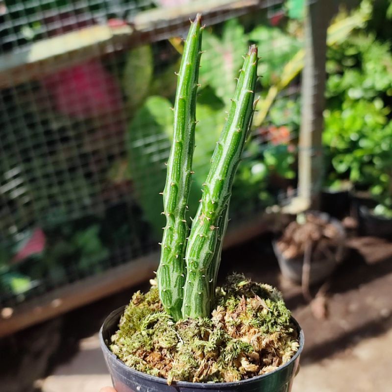 Kaktus Pensil Senecio Stapeliiformis unik