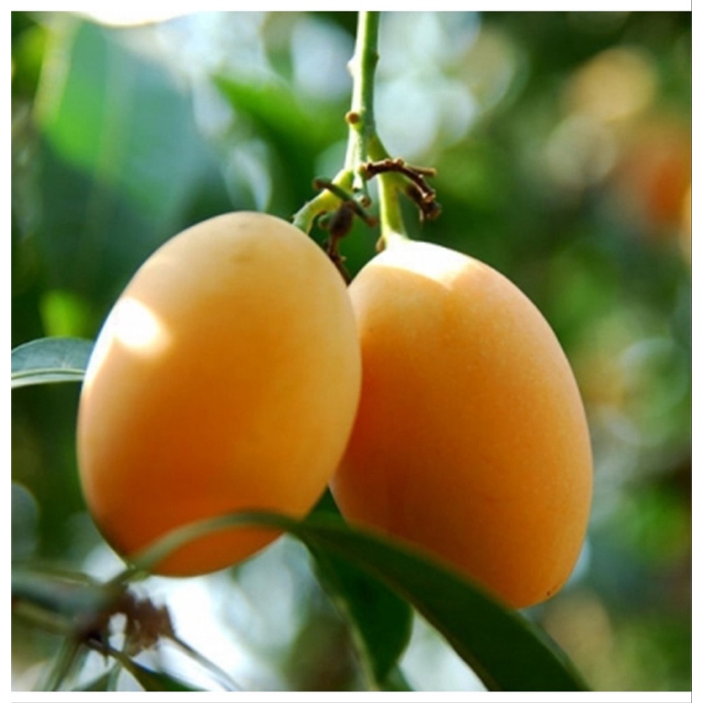 Bibit Gandaria/Bibit Pohon Gandaria/ Pohon Buah Gandaria