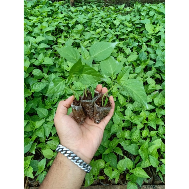 BIBIT CABE RAWIT SIAP TANAM || CABE RAWIT MELIYANA || SIAP TANAM