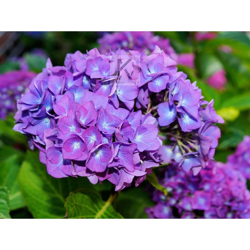 Bunga Besar Hydrangeas Hidup Hortensia Panca Warna Bunga Besar Hydrangeas Hidup Hortensia Panca Warna