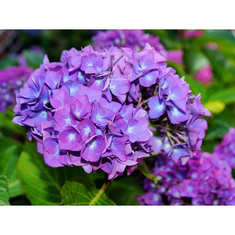  Bunga Besar Hydrangeas Hidup Hortensia Panca Warna 