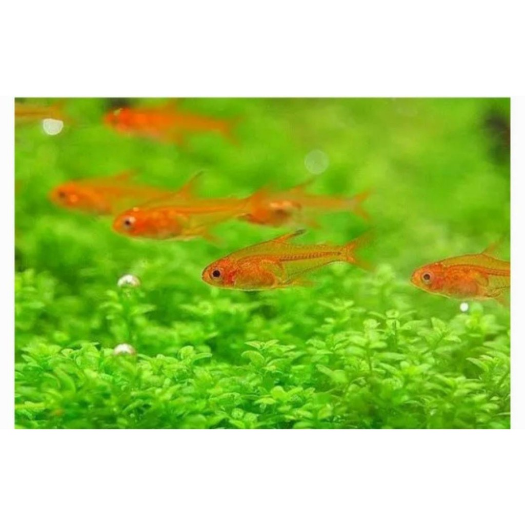 Amandae Tetra/Ember Tetra/ikan aquascape