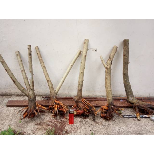 Bahan bonsai sisir super (dongkelan)