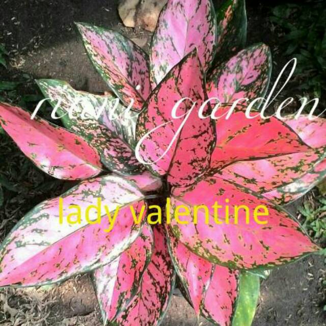 BIBIT BUNGA  AGLONEMA  LADY  VALENTINE Shopee Indonesia