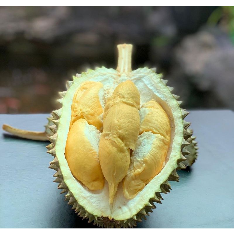 durian bawor/bibit durian bawor ( okulasi ) super rimbun