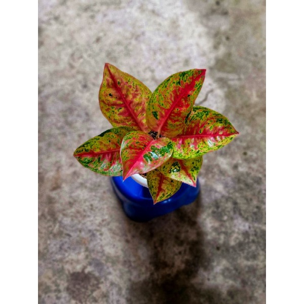 mahasety Lokal kayak mahadewi