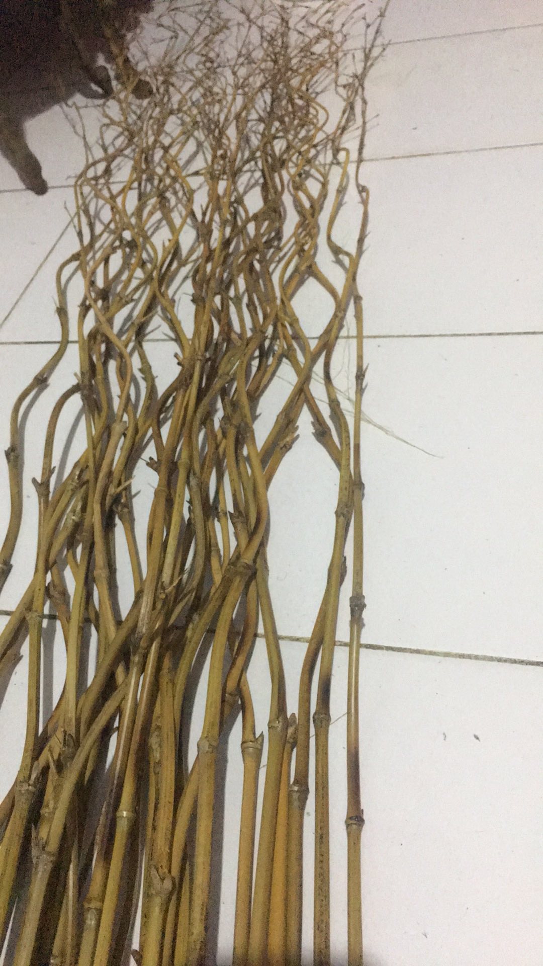 1 Btg Bambu Ulir Polos Natural 200cm (min Order 15 Btg Bisa Mix)