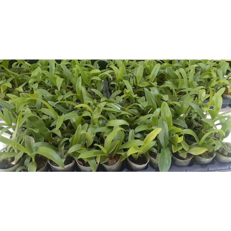 Seedling anggrek/anggrek bibit/anggrek murah/anggrek pra remaja