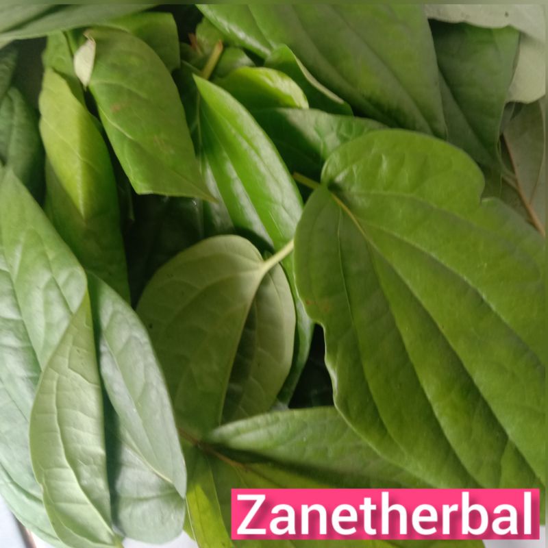 

Dauh sirih hijau segar per 1 kg petik langsung-az