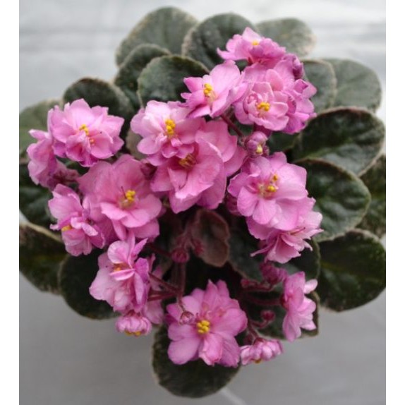 Bibit Tanaman Bunga Violces Pink Tumpuk - pohon bergaransi